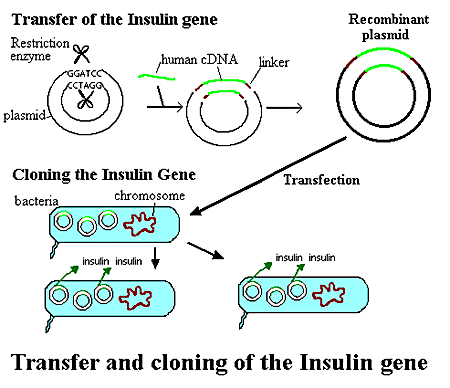 Transfer and Cloning