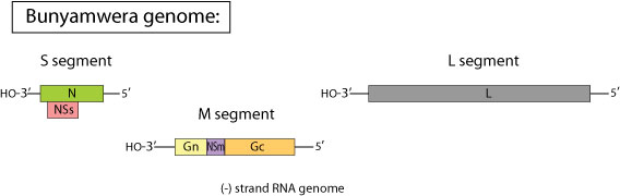 bunya genome