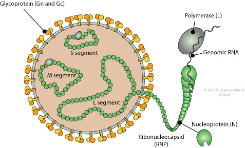 Bunya-virus