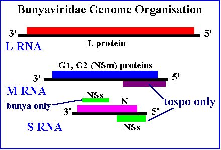 bunya genome