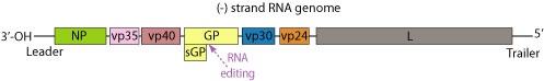 filo genome