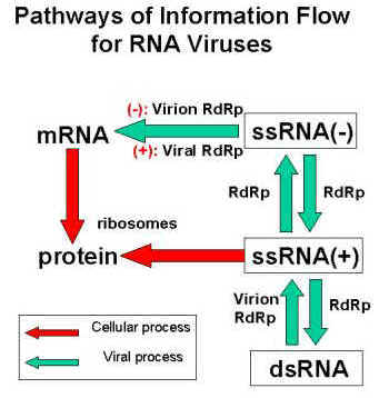 filo rna