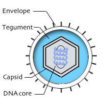 herpes 2