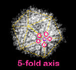 herpes 5 fold