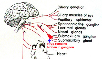herpes virus
