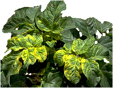 Infected plant