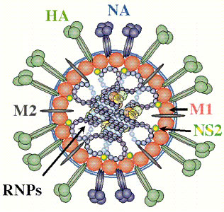 ortho structure