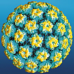 papilloma virus