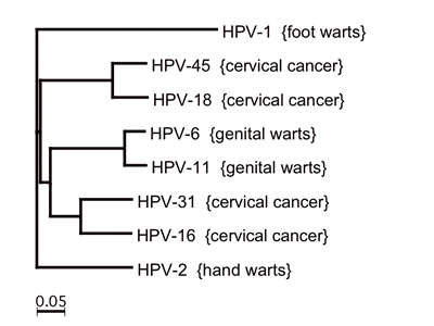 papillo types