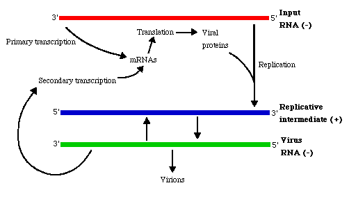 para genome