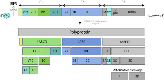 genome