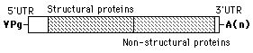 genome