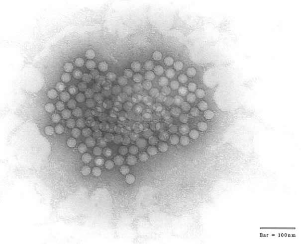 microphotograph