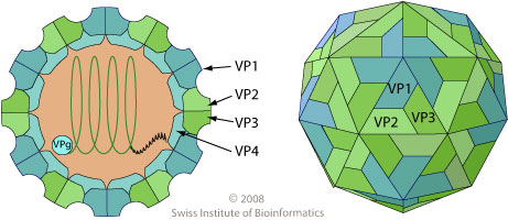 capsid proteins