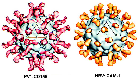 rhinovirus structure