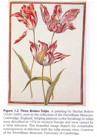 tulips affected by virus